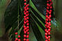 Wild Rainforest Berrys
