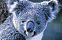 See wild Koalas in the bush with our 4WD buses
