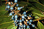 Wild Native Ginger in the Rainforest